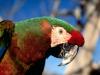 Hybrid Macaw Parrot